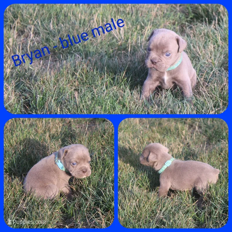 Bryan – Olde English Bulldogge puppy for sale in Eatonville, WA