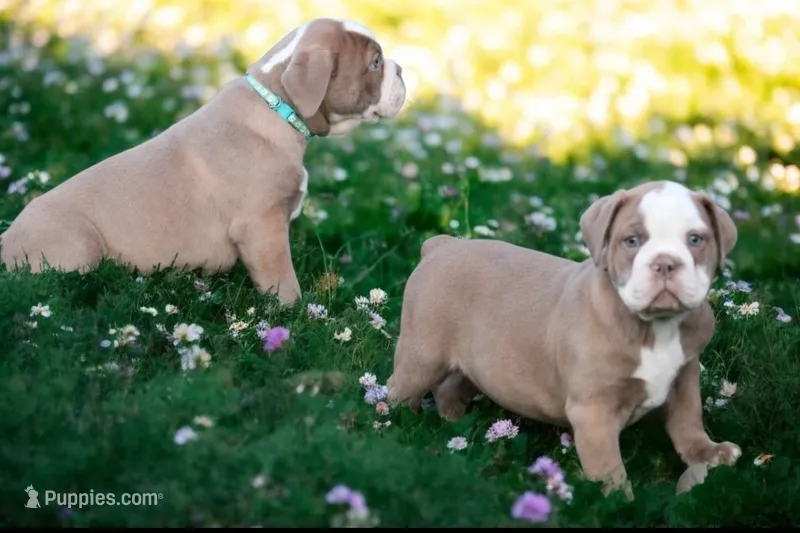 Dom – Olde English Bulldogge puppy for sale in Eatonville, WA