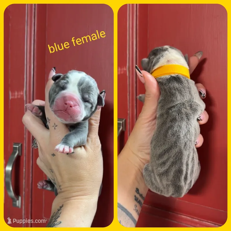 6 – Olde English Bulldogge puppy for sale in Eatonville, WA
