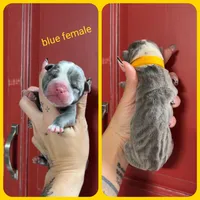 6, a female Olde English Bulldogge for sale in Eatonville, WA – 1 of 1