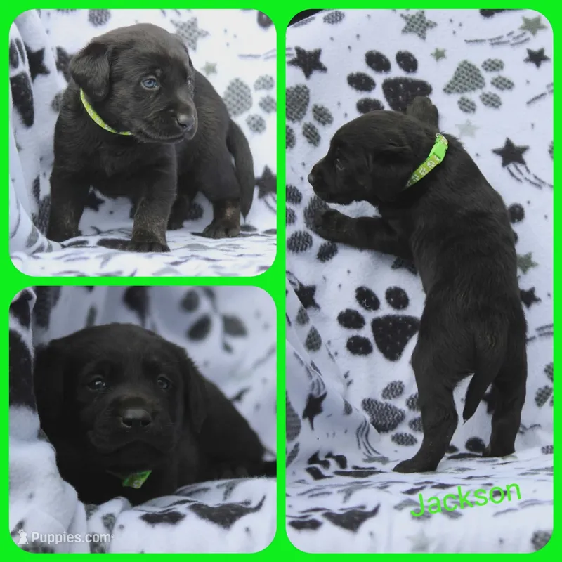 Jackson – Labrador Retriever puppy for sale in Eatonville, WA