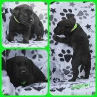 Jackson, a male Labrador Retriever for sale in Eatonville, WA – 2 of 6