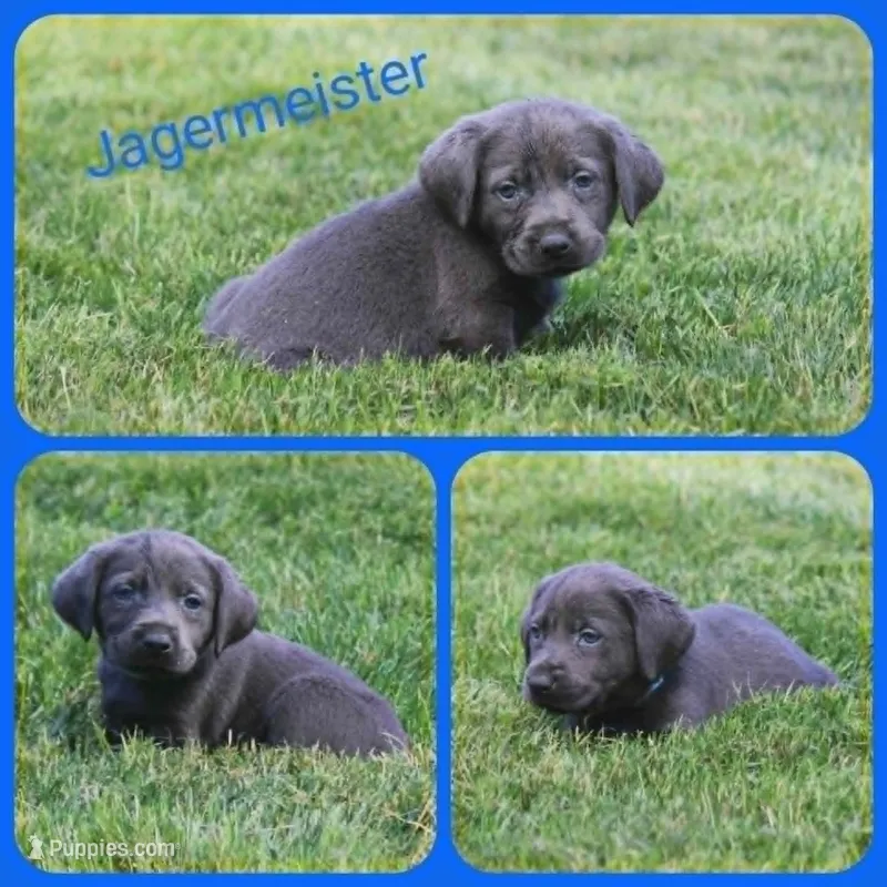 Jägermeister – Labrador Retriever puppy for sale in Eatonville, WA