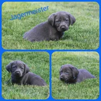 Jägermeister, a male Labrador Retriever for sale in Eatonville, WA – 1 of 6