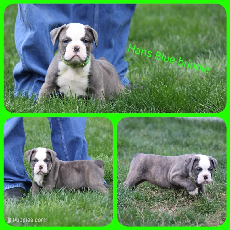 Hans – Olde English Bulldogge puppy for sale in Eatonville, WA