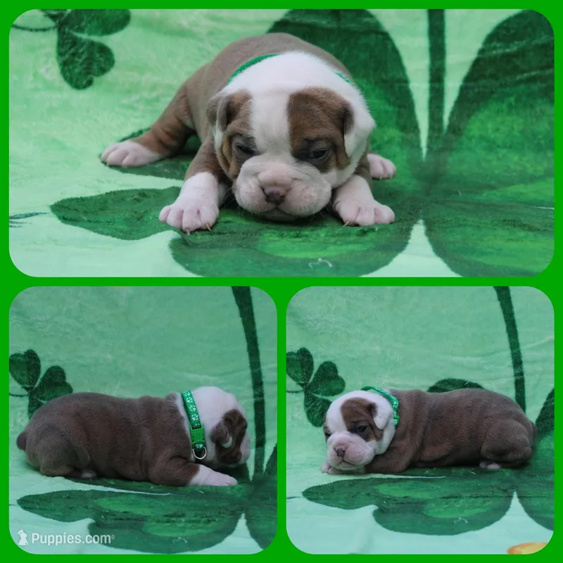 R2D2 – Olde English Bulldogge puppy for sale in Eatonville, WA