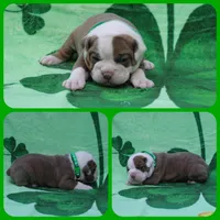 R2D2, a male Olde English Bulldogge for sale in Eatonville, WA – Photo 1 of 2