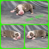 R2D2, a male Olde English Bulldogge for sale in Eatonville, WA – Photo 2 of 2