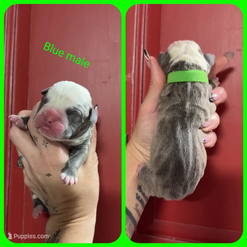 2 – Olde English Bulldogge puppy for sale in Eatonville, WA