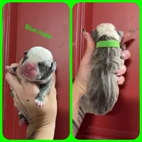 2, a male Olde English Bulldogge for sale in Eatonville, WA – 1 of 1