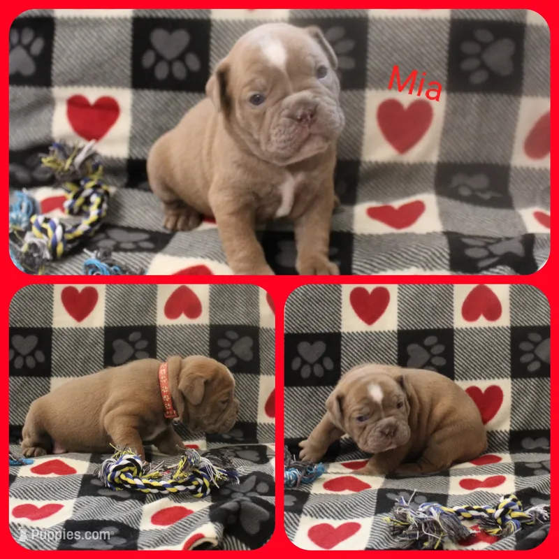 Mia – Olde English Bulldogge puppy for sale in Eatonville, WA