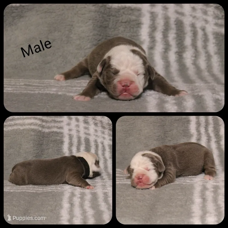 4 – Olde English Bulldogge puppy for sale in Eatonville, WA