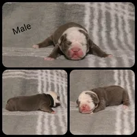 Roman, a male Olde English Bulldogge for sale in Eatonville, WA – 2 of 3