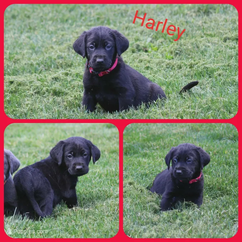 Harley – Labrador Retriever puppy for sale in Eatonville, WA