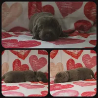Olive, a male Labrador Retriever for sale in Eatonville, WA – 3 of 4
