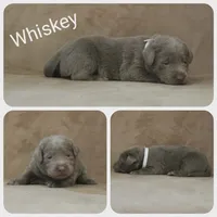Whiskey, a male Labrador Retriever for sale in Eatonville, WA – 3 of 6