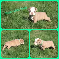 Dom, a male Olde English Bulldogge for sale in Eatonville, WA – 3 of 7