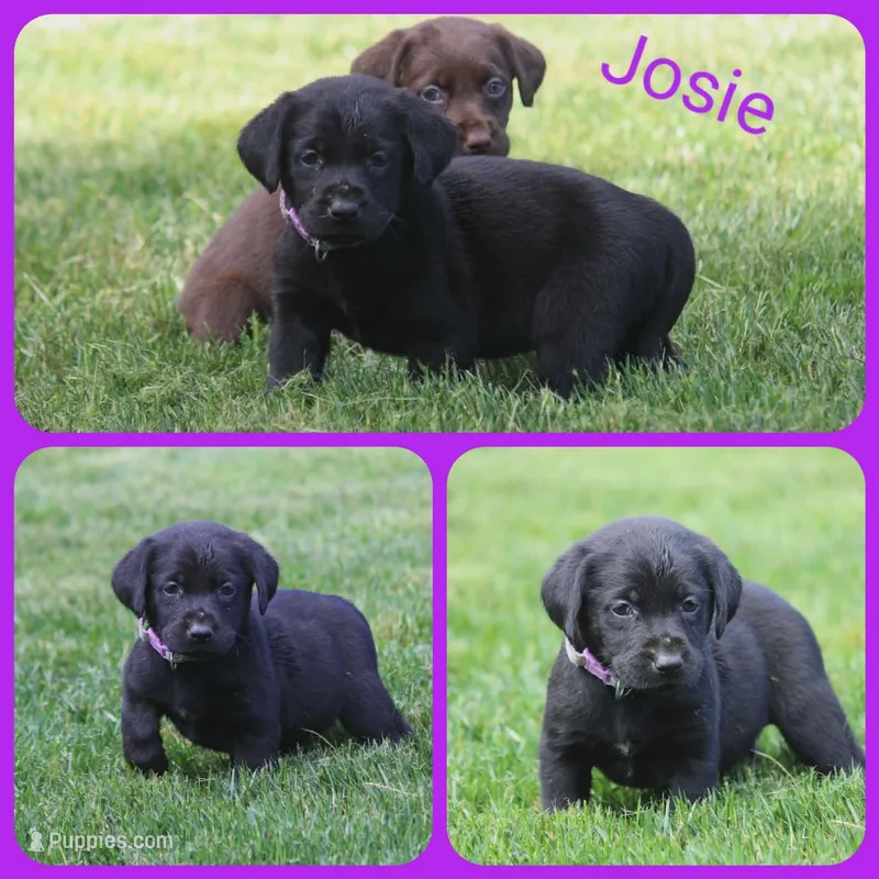 Josie – Labrador Retriever puppy for sale in Eatonville, WA