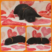 Orange , a female Labrador Retriever for sale in Eatonville, WA – 3 of 4