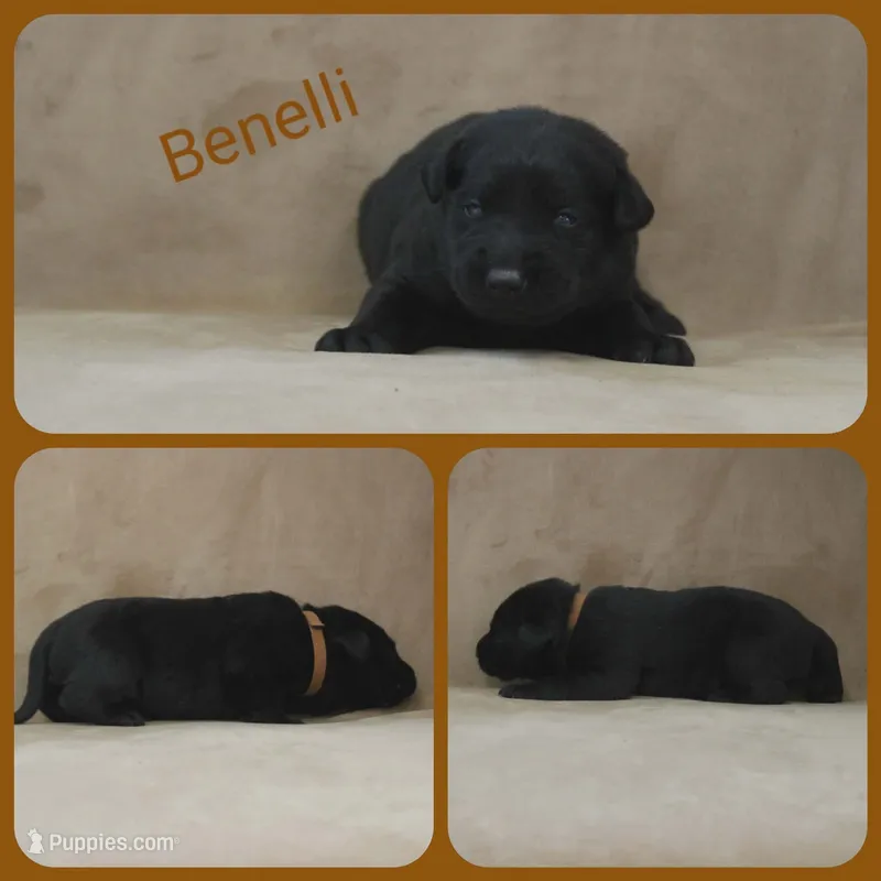 Benelli – Labrador Retriever puppy for sale in Eatonville, WA