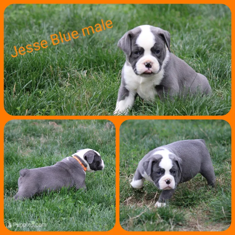 Jesse – Olde English Bulldogge puppy for sale in Eatonville, WA