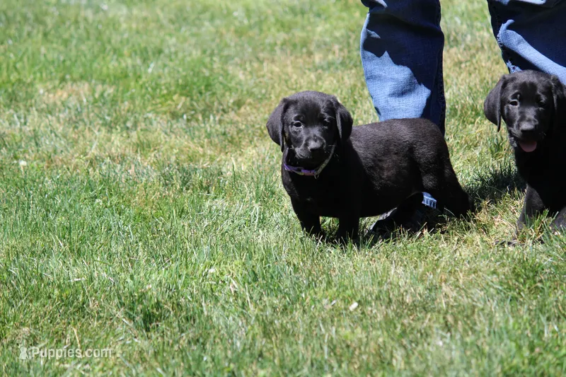 Josie – Labrador Retriever puppy for sale in Eatonville, WA