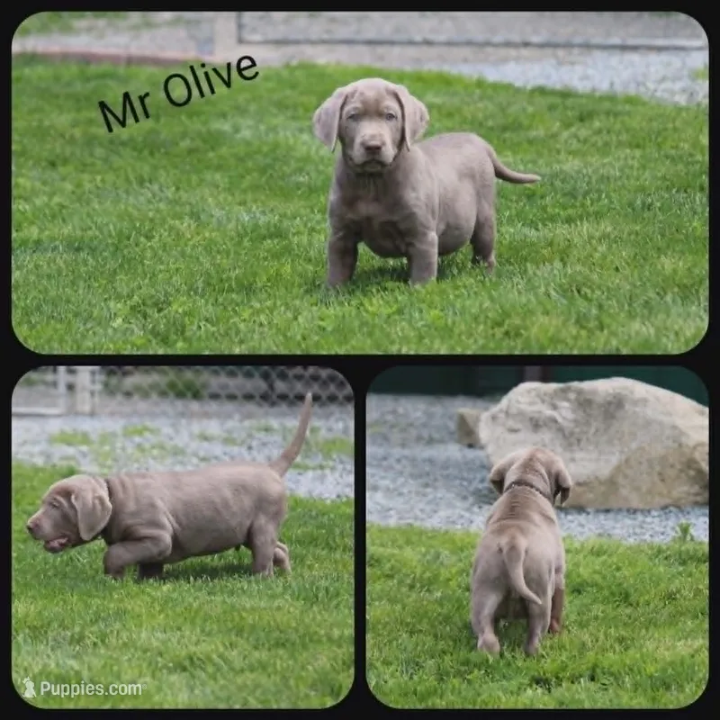 Olive – Labrador Retriever puppy for sale in Eatonville, WA