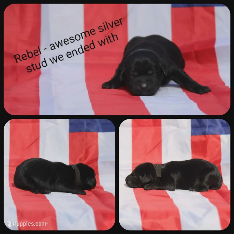 Rebel – Labrador Retriever puppy for sale in Eatonville, WA