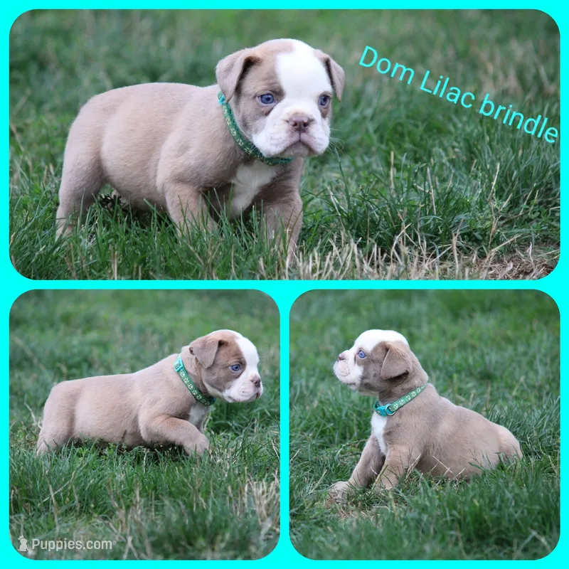 Dom – Olde English Bulldogge puppy for sale in Eatonville, WA