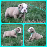 Dom, a male Olde English Bulldogge for sale in Eatonville, WA – 2 of 7