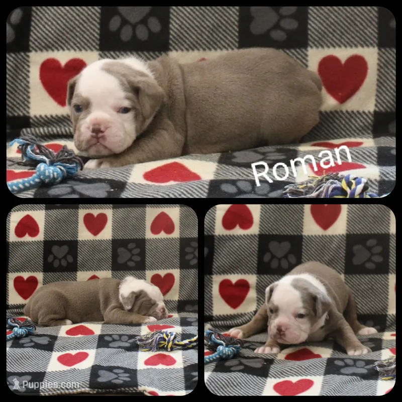Roman – Olde English Bulldogge puppy for sale in Eatonville, WA