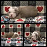 Roman, a male Olde English Bulldogge for sale in Eatonville, WA – 1 of 3