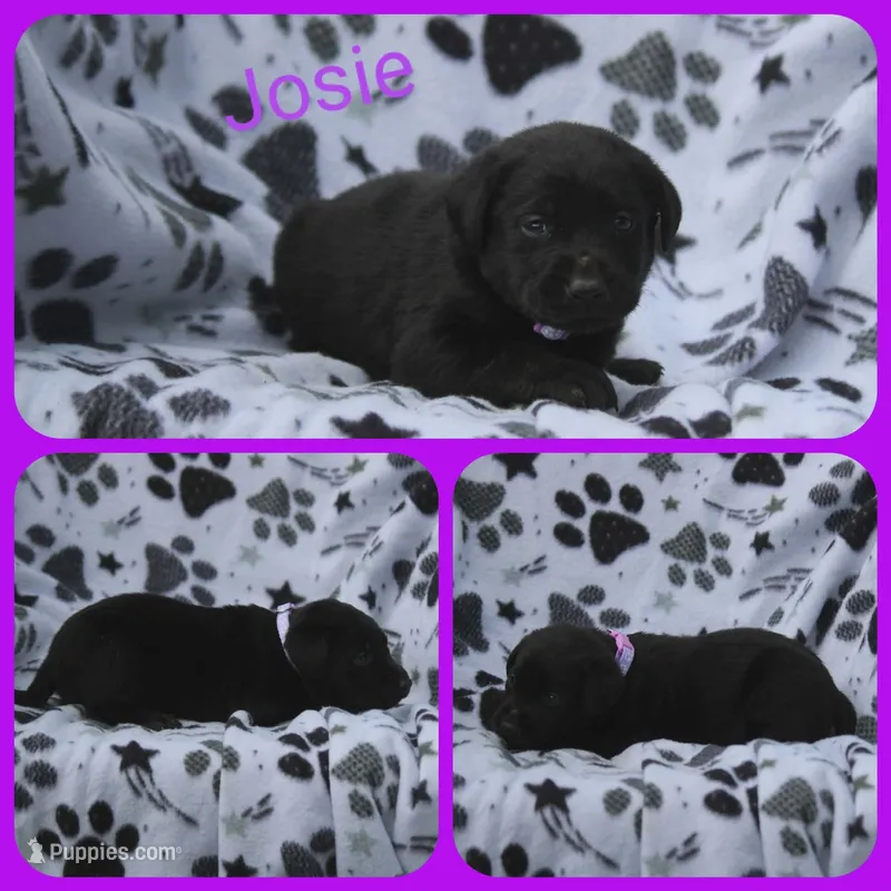 Josie – Labrador Retriever puppy for sale in Eatonville, WA