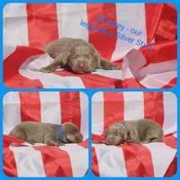 Whiskey, a male Labrador Retriever for sale in Eatonville, WA – 4 of 6