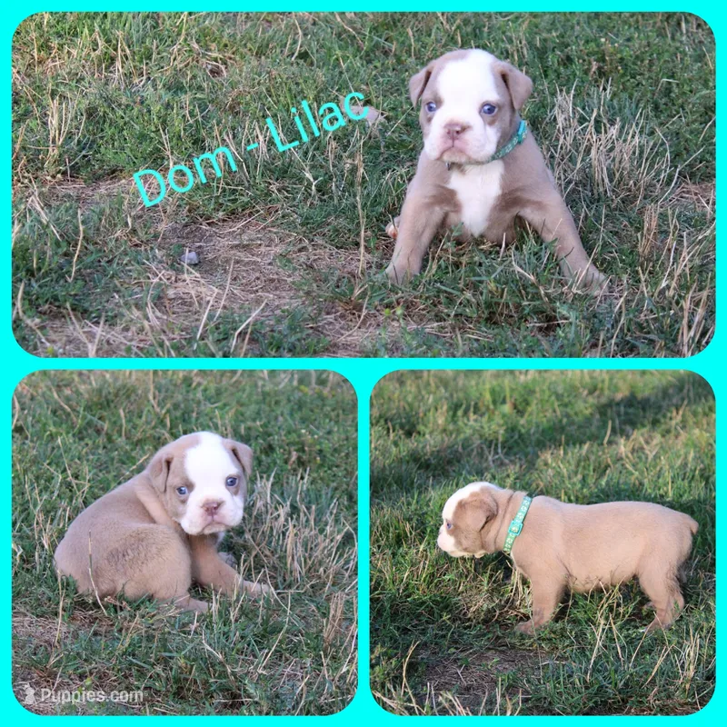 Dom – Olde English Bulldogge puppy for sale in Eatonville, WA