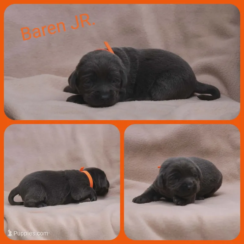 Baren – Labrador Retriever puppy for sale in Eatonville, WA