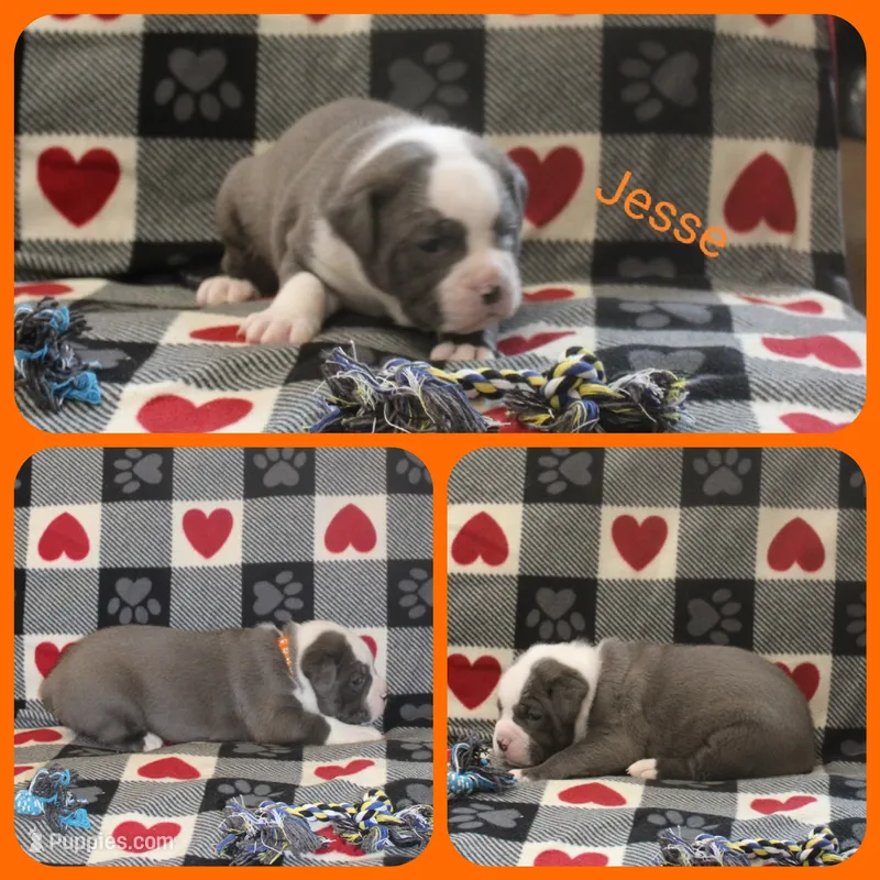 Jesse – Olde English Bulldogge puppy for sale in Eatonville, WA
