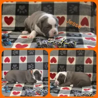 Jesse, a male Olde English Bulldogge for sale in Eatonville, WA – 1 of 3