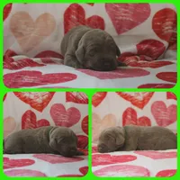 Kiwi, a male Labrador Retriever for sale in Eatonville, WA – 3 of 4