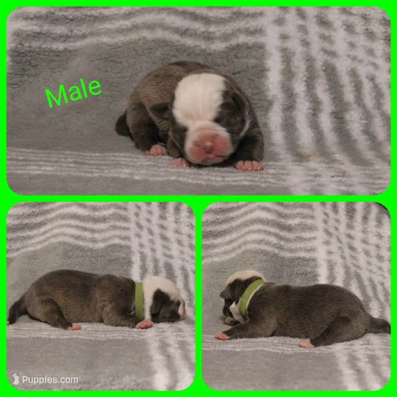 2 – Olde English Bulldogge puppy for sale in Eatonville, WA