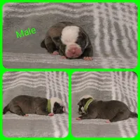 Hans, a male Olde English Bulldogge for sale in Eatonville, WA – 2 of 3