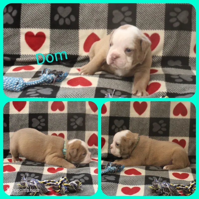 Dom – Olde English Bulldogge puppy for sale in Eatonville, WA