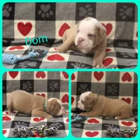 Dom, a male Olde English Bulldogge for sale in Eatonville, WA – 1 of 3
