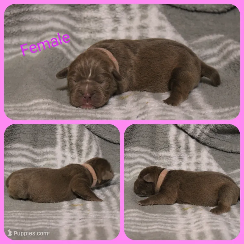 8 – Olde English Bulldogge puppy for sale in Eatonville, WA