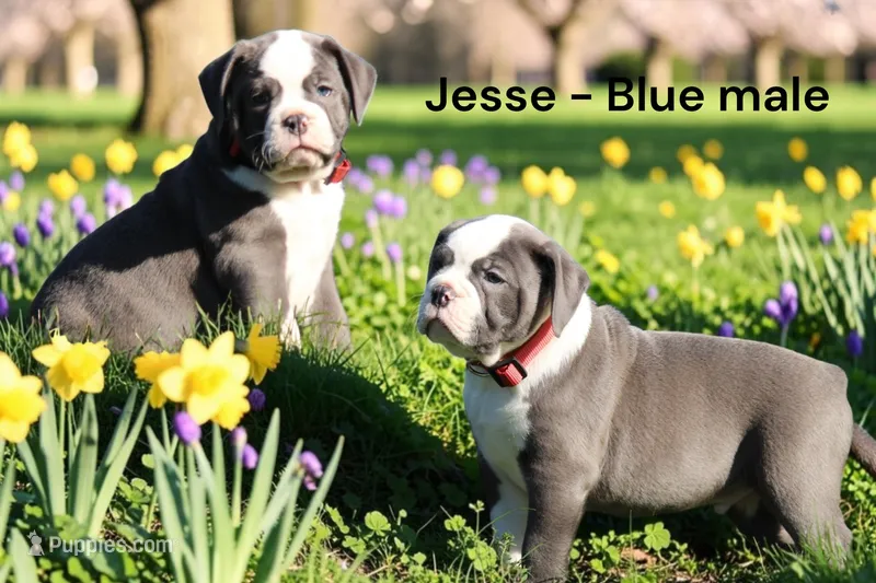 Jesse – Olde English Bulldogge puppy for sale in Eatonville, WA