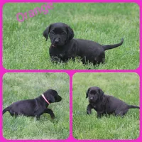 Mrs Orange, a female Labrador Retriever for sale in Eatonville, WA – 1 of 4
