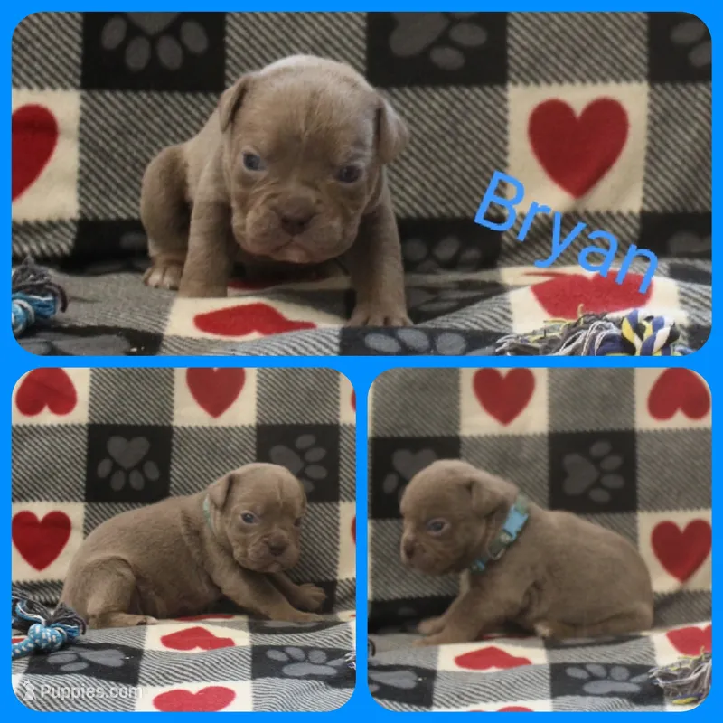 Bryan – Olde English Bulldogge puppy for sale in Eatonville, WA