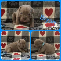 Bryan, a male Olde English Bulldogge for sale in Eatonville, WA – 1 of 3