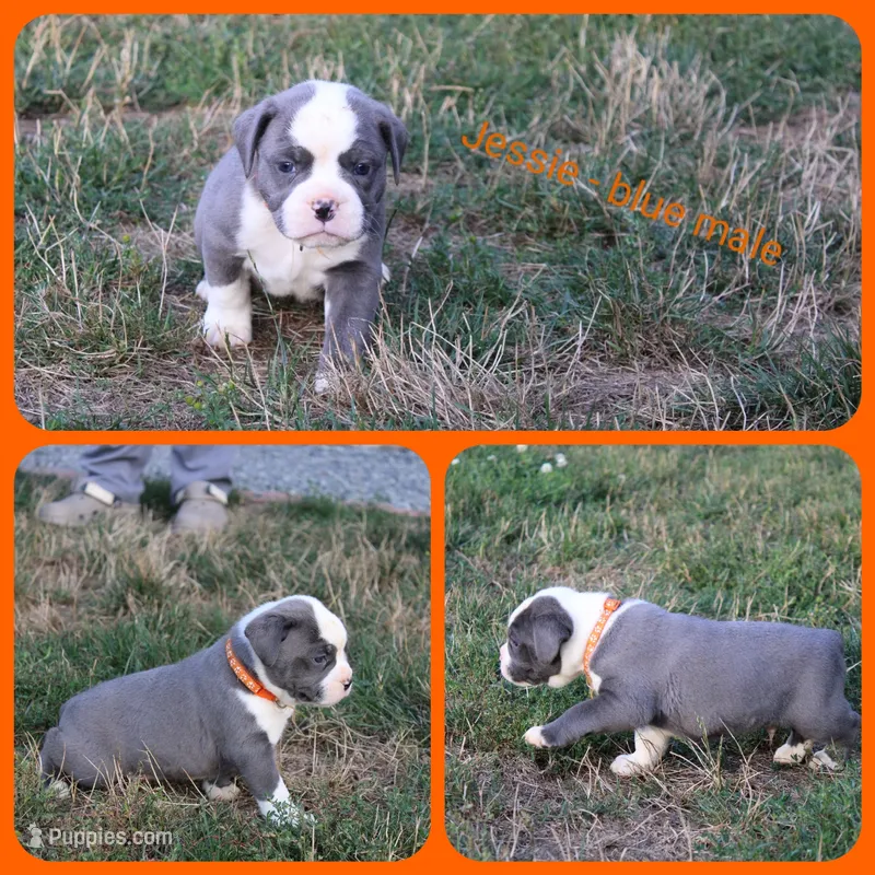 Jesse – Olde English Bulldogge puppy for sale in Eatonville, WA