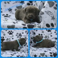 Jägermeister, a male Labrador Retriever for sale in Eatonville, WA – 2 of 6